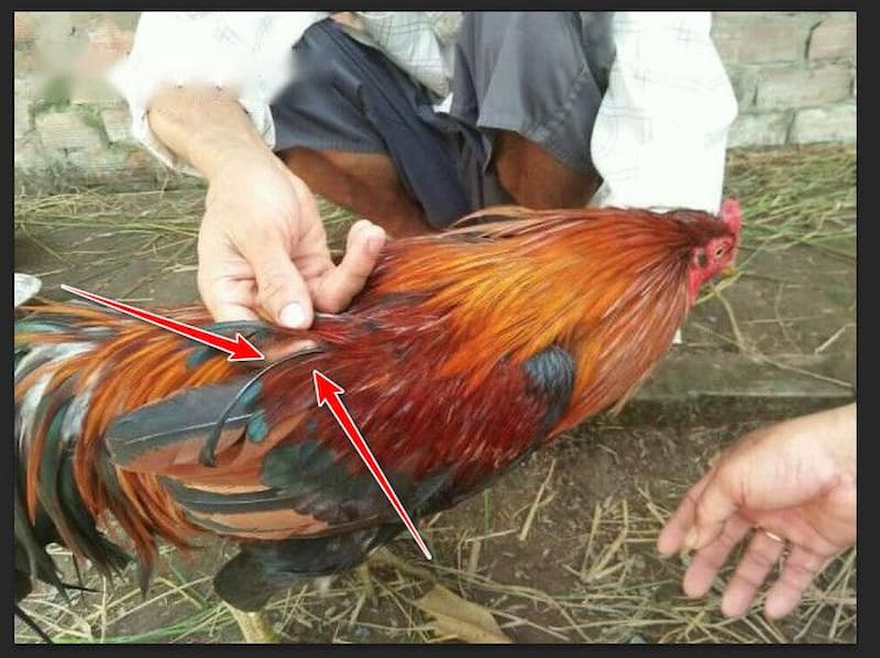 Gà lông voi Gà lông voi