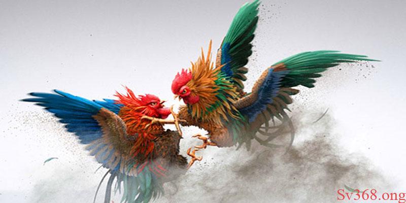 Gà chọi C1 đỉnh cao Những lưu ý khi đá gà ở trường gà chọi C1 đỉnh cao