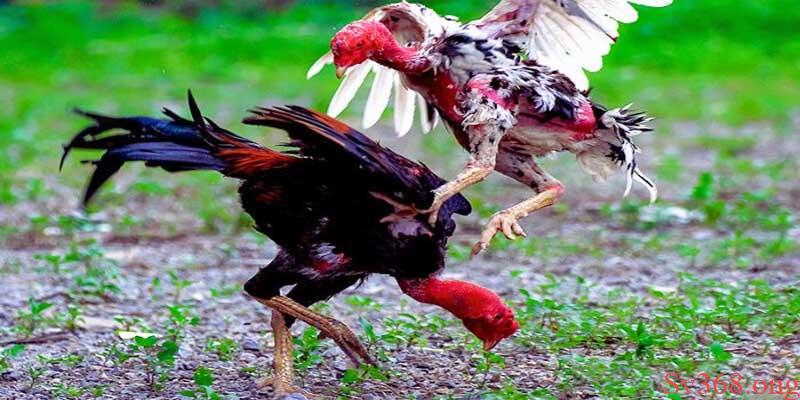 gà chọi đá 3 hồ nghỉ mấy ngày Phương pháp gà chọi đá 3 hồi nghỉ mấy ngày