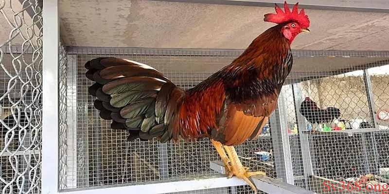 cách trị gà đá bị hóc Gà đá thường xuất hiện triệu chứng hóc lúc nào?