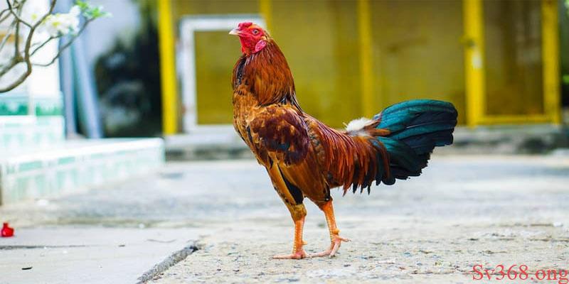 Gà khó thở là tiền đề của bệnh gì?