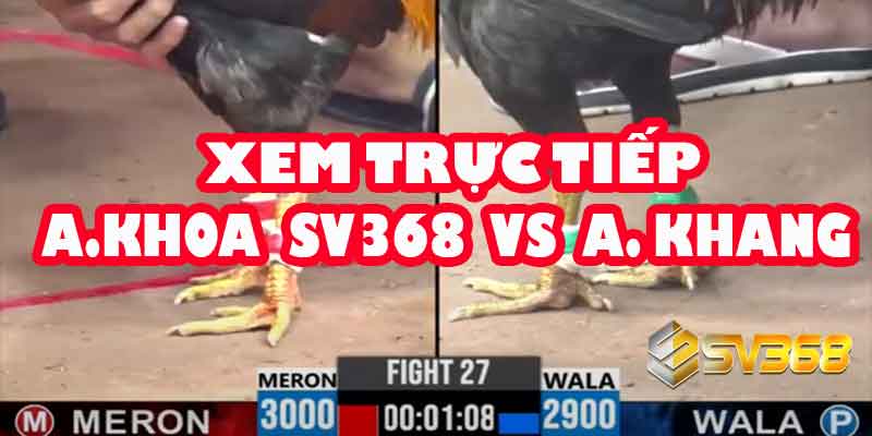 Đá Gà Trực Tiếp SV368: A Khoa vs A Khang | Kèo 30 Triệu Full HD