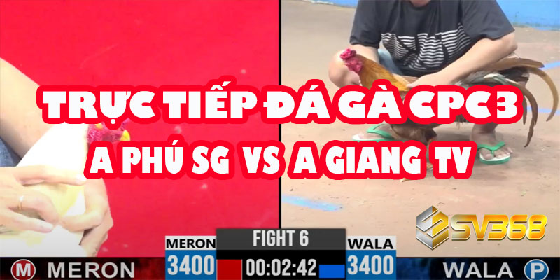 Trực tiếp Đá Gà CPC3: A Phú Sài Gòn vs A Giang Trà Vinh - Kèo Đồng Xổ 30 8 Trực tiếp Đá Gà CPC3: A Phú Sài Gòn vs A Giang Trà Vinh - Kèo Đồng Xổ 30